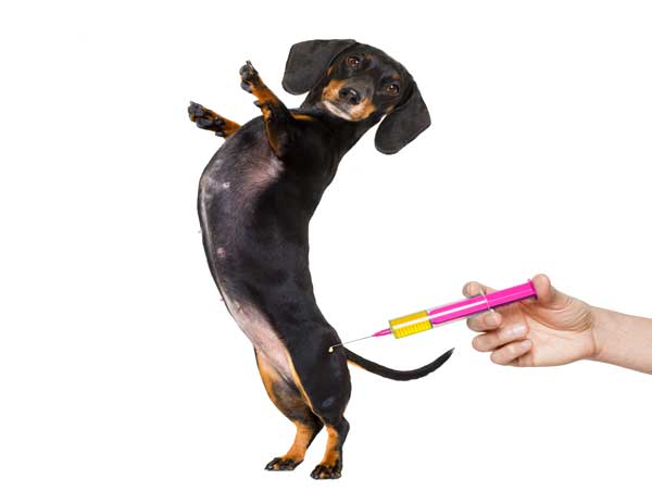 Pet vaccination Hospital