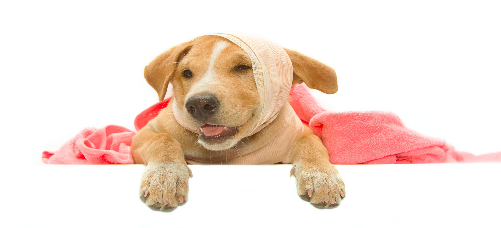 Emergency Pet Care Services