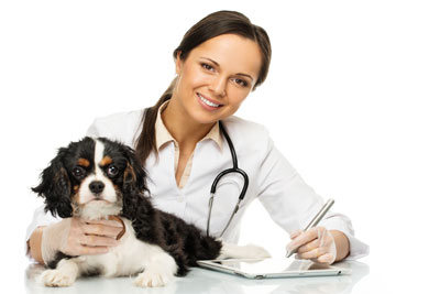 Pet Wellness