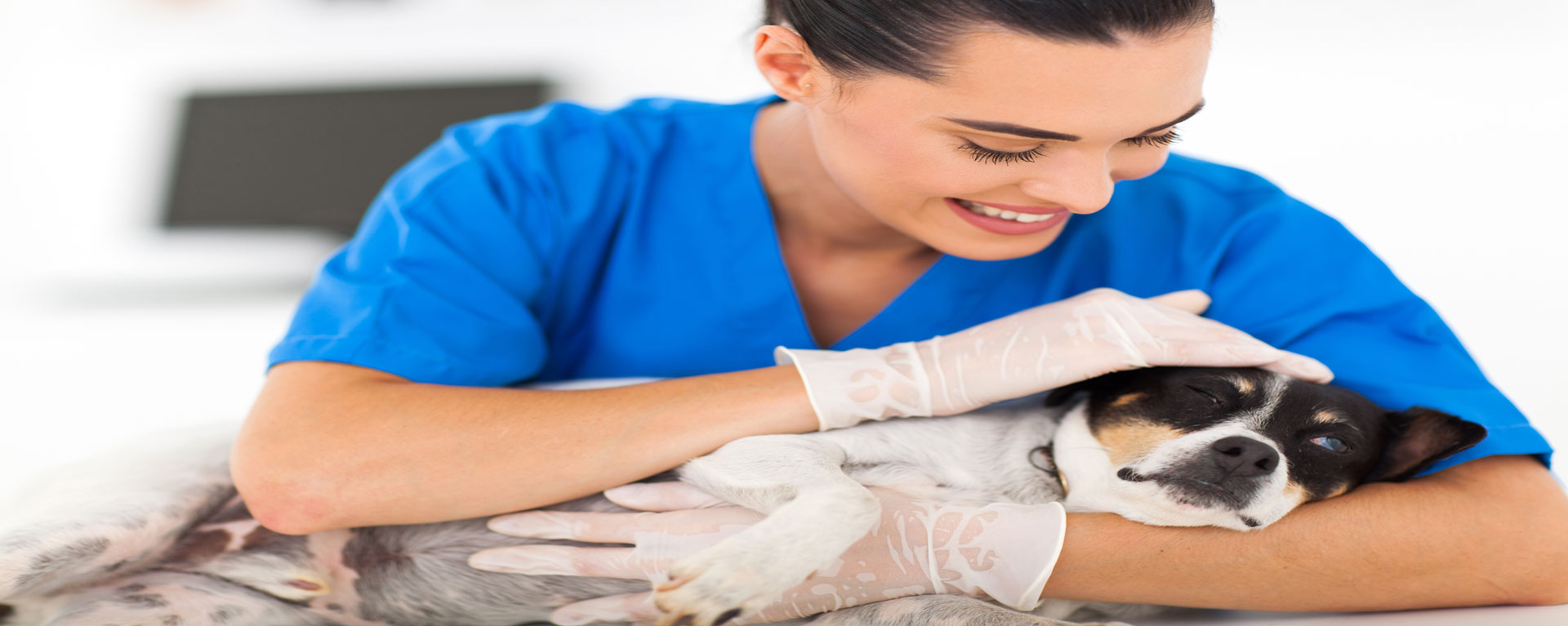 Pet Surgical Services