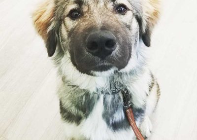 Cute Dog