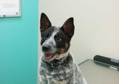 Adult Pet Wellness