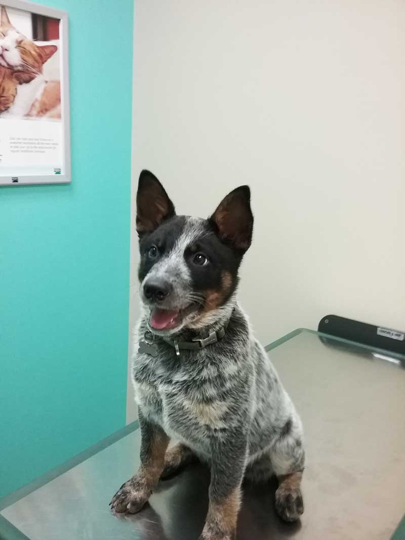 Adult Pet Wellness