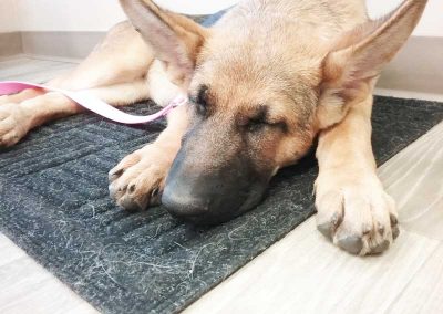Cute Doggy2