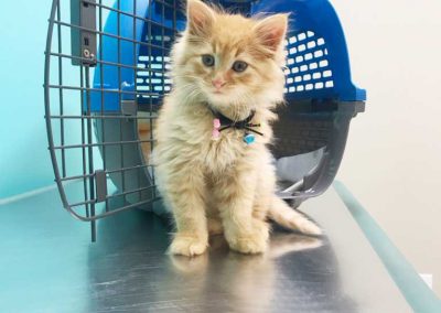 Cute Kitten