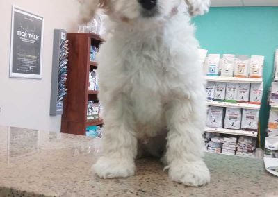 Cute Puppy