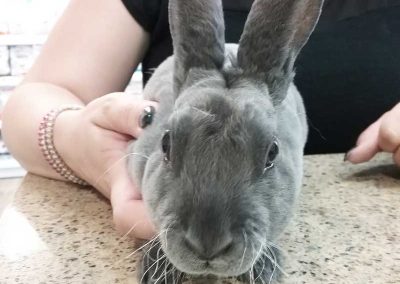 Sweet Bunny