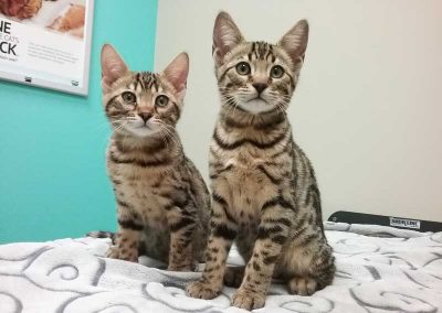Sweet Kittens